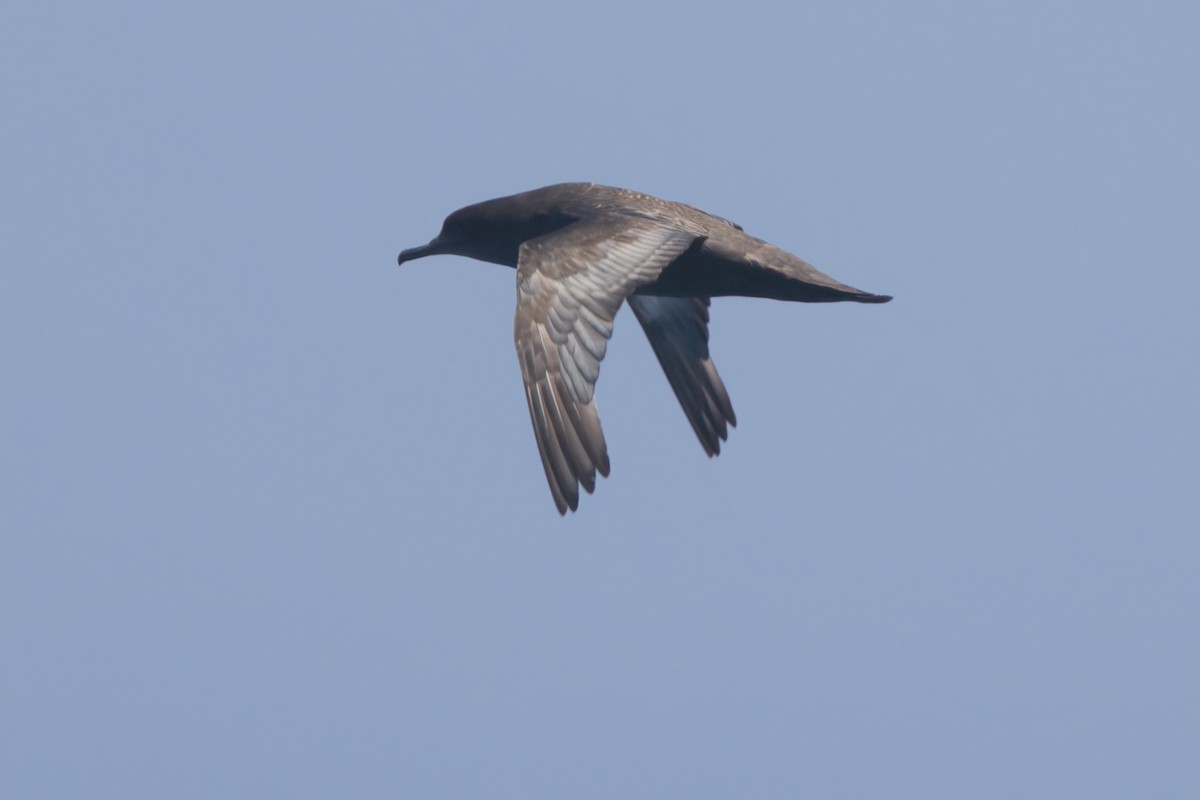 Sooty Shearwater - ML638566128