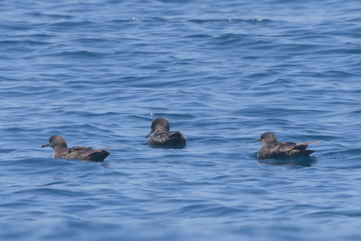 Sooty Shearwater - ML638566130