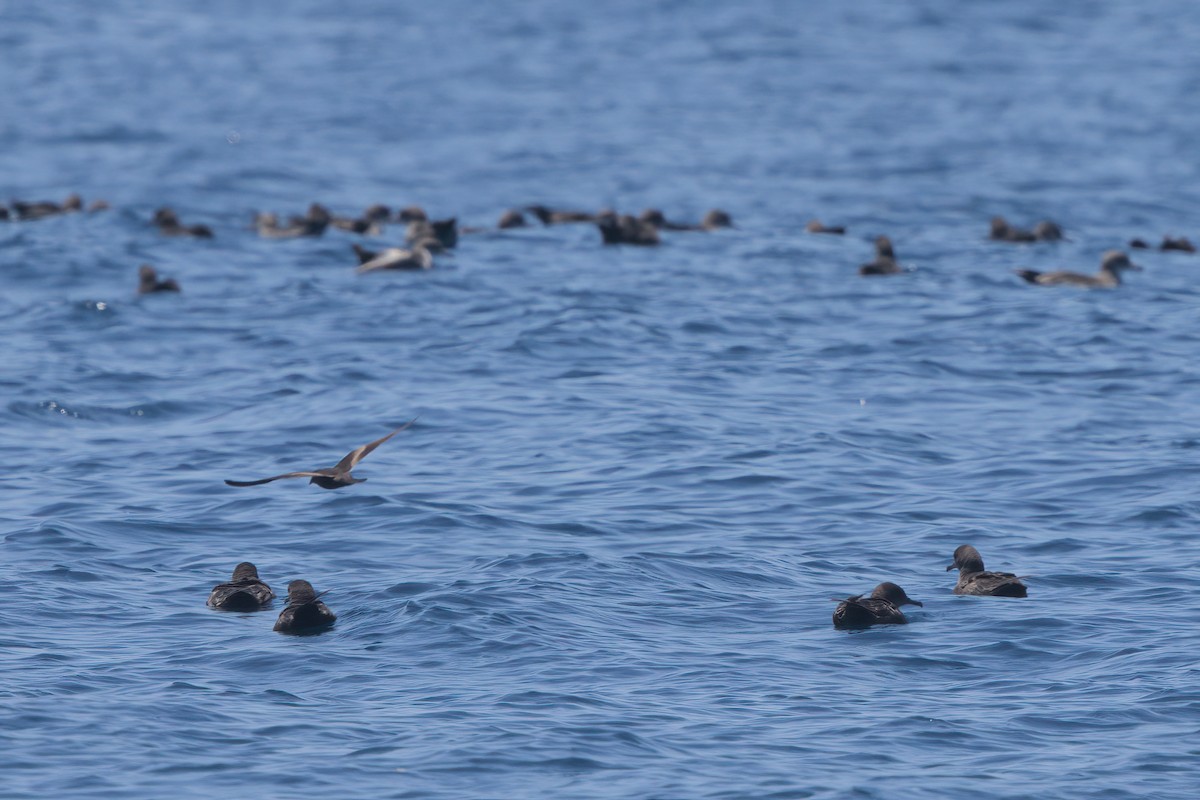 Sooty Shearwater - ML638566131