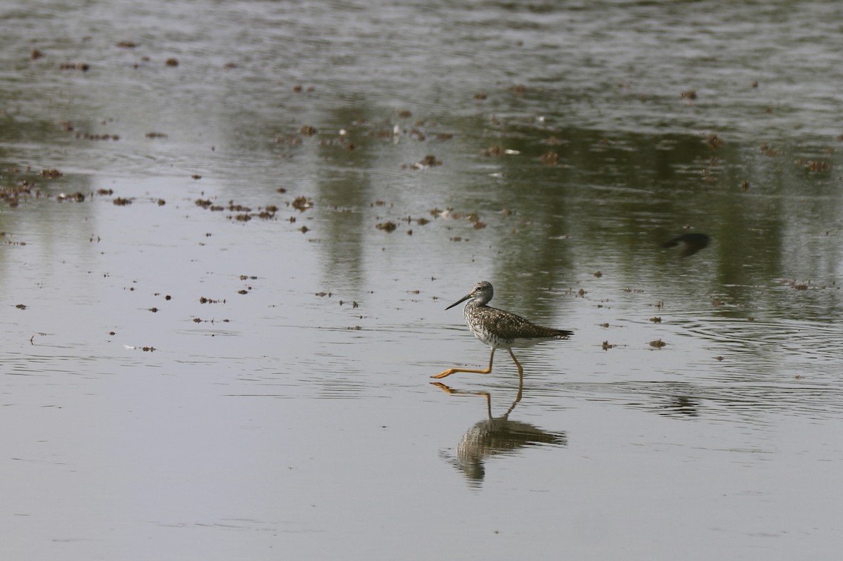 Greater Yellowlegs - ML638566132