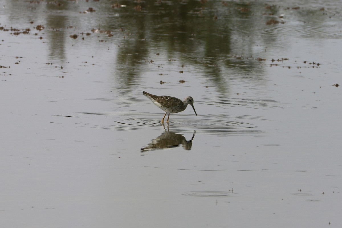 Greater Yellowlegs - ML638566133