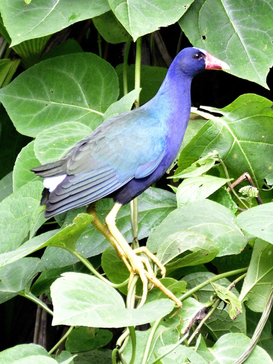 Purple Gallinule - ML638566134