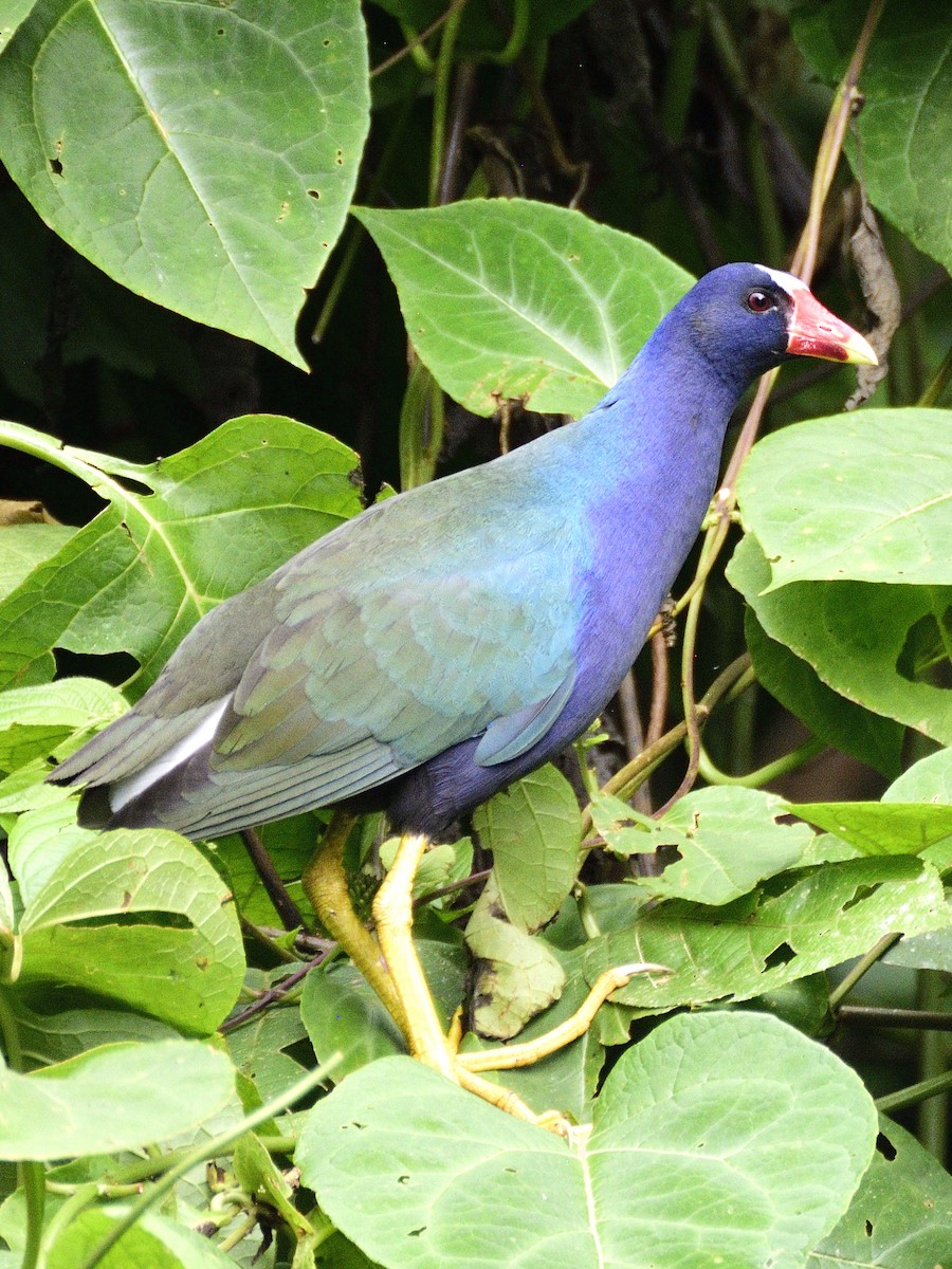 Purple Gallinule - ML638566135