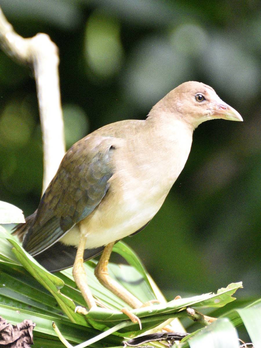 Purple Gallinule - ML638566136
