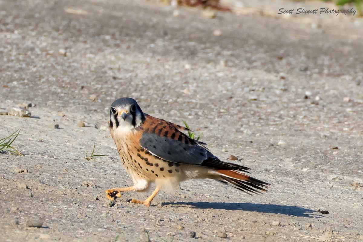 American Kestrel - ML638566139