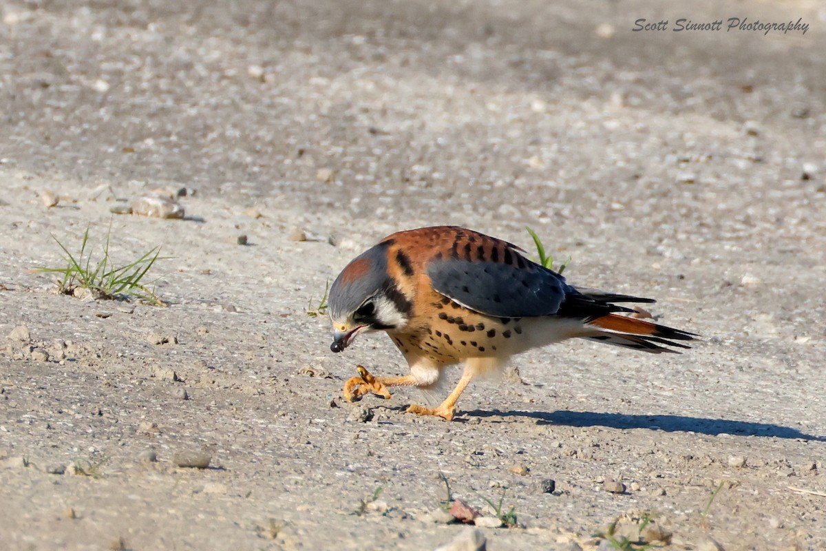 American Kestrel - ML638566140