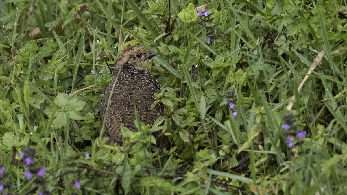 Francolin de Jackson - ML638566153
