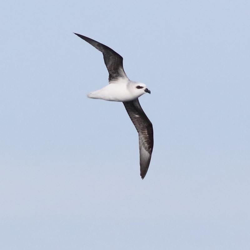 White-headed Petrel - ML638566164
