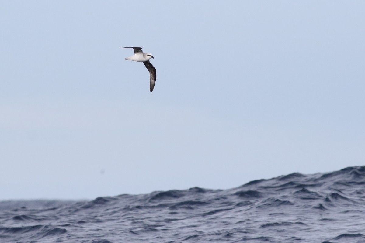 White-headed Petrel - ML638566165