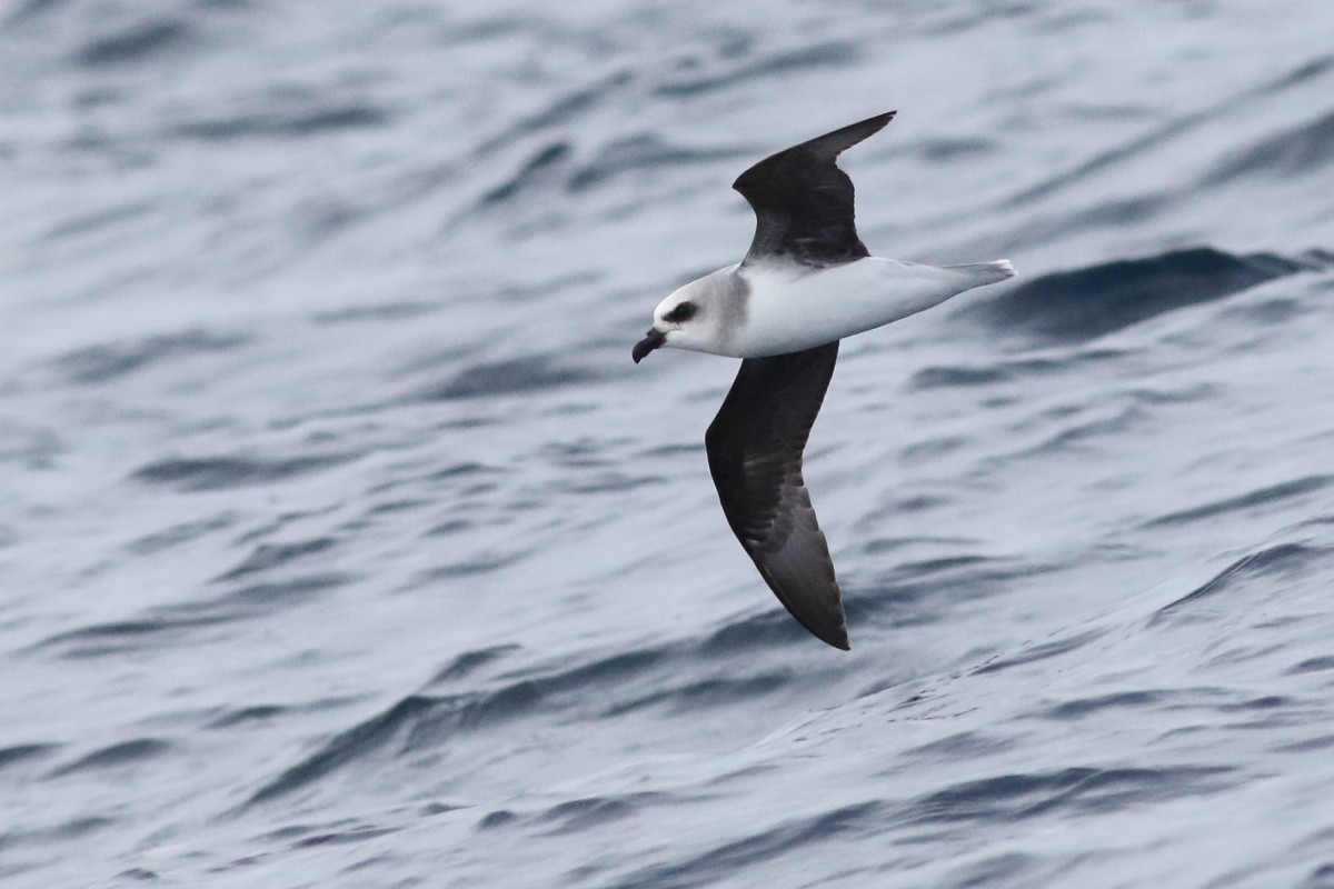 White-headed Petrel - ML638566166