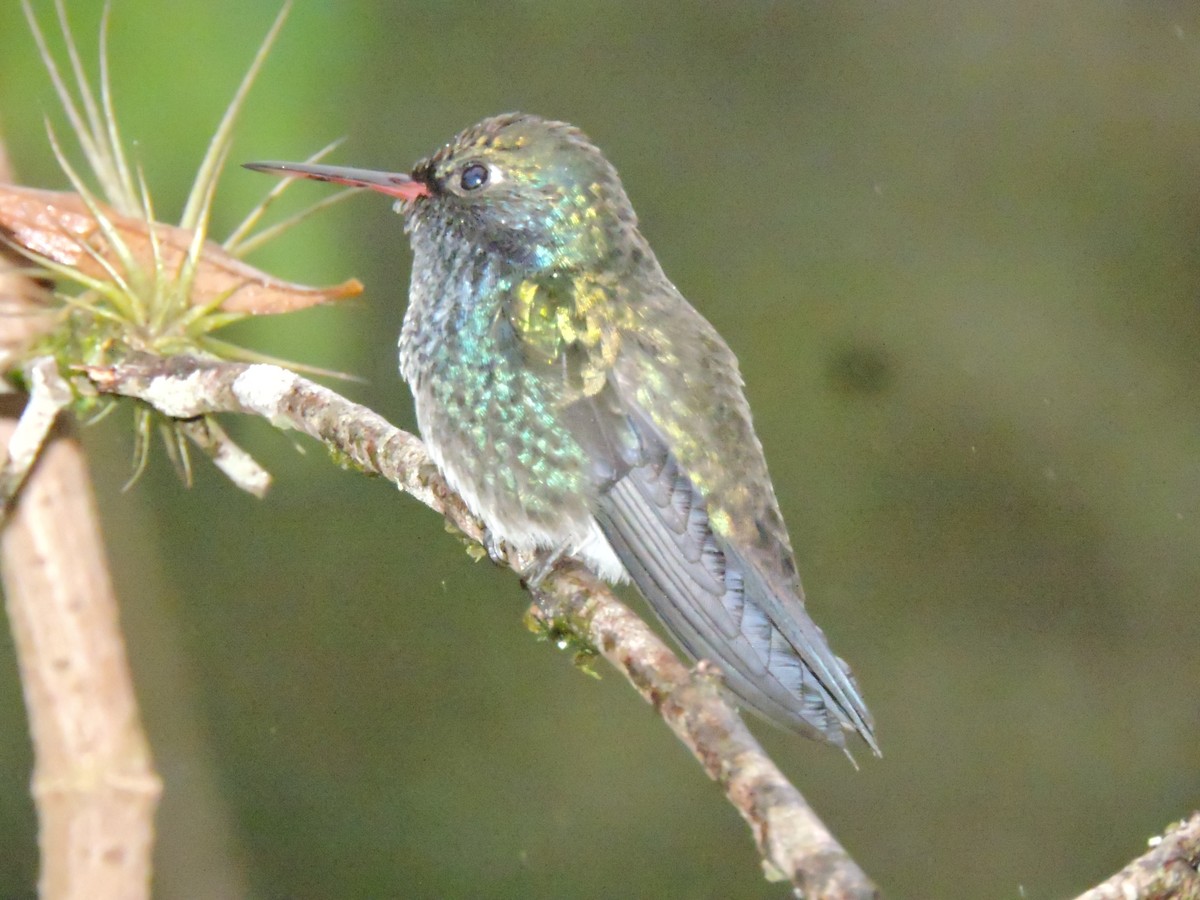 fiolstrupekolibri - ML63856621