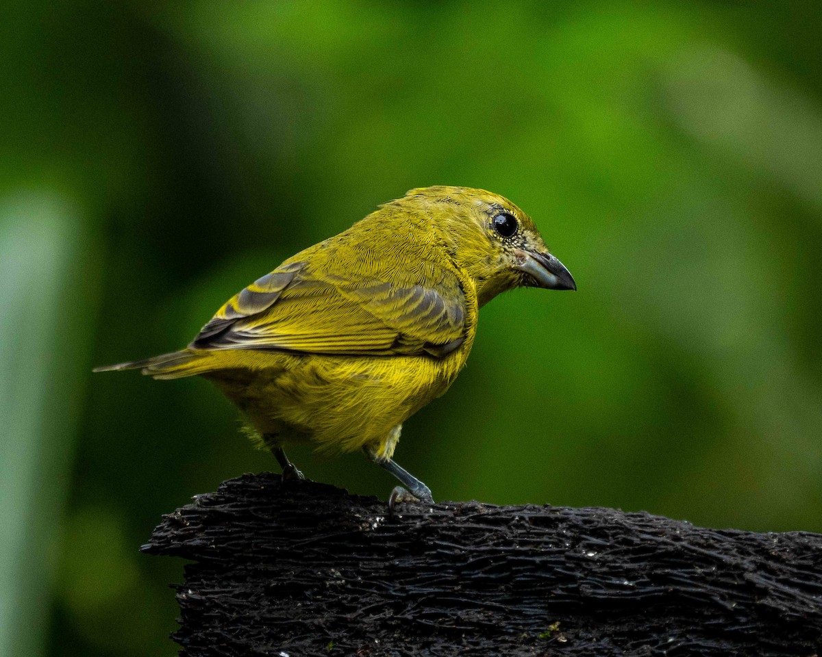 libohlásek tlustozobý - ML638566218