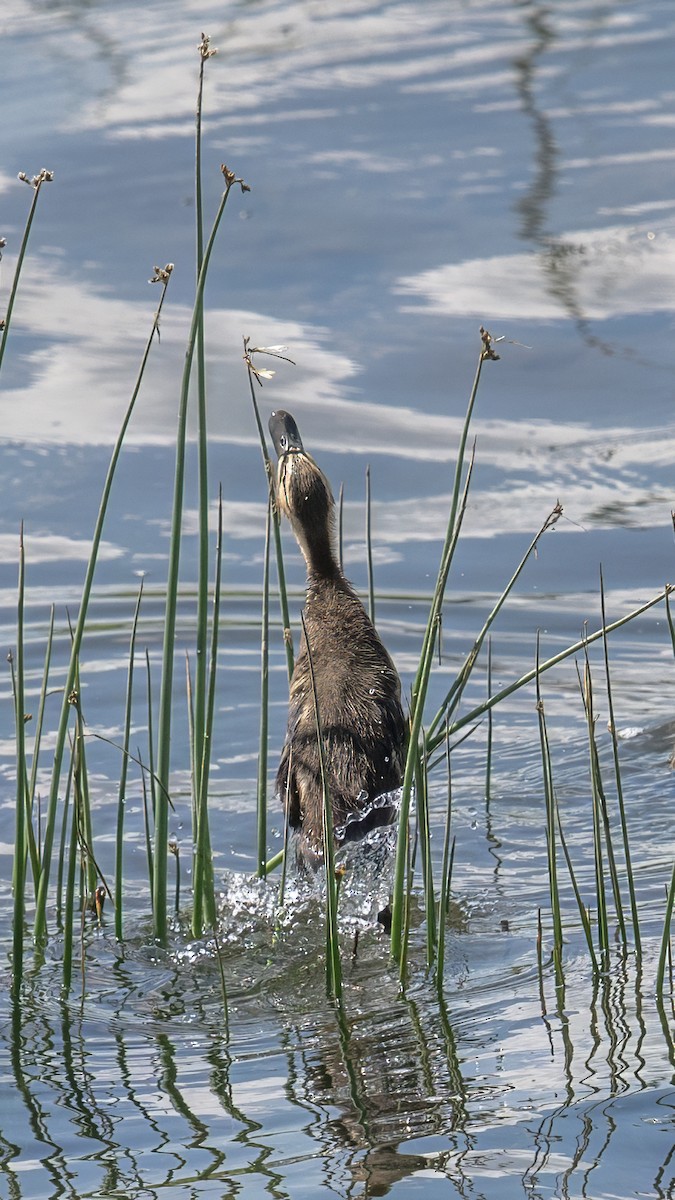 American Black Duck - ML638566230