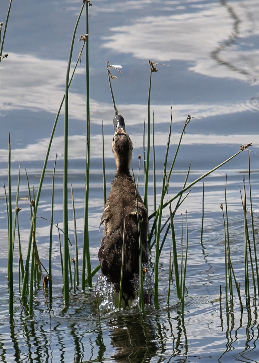 American Black Duck - ML638566231