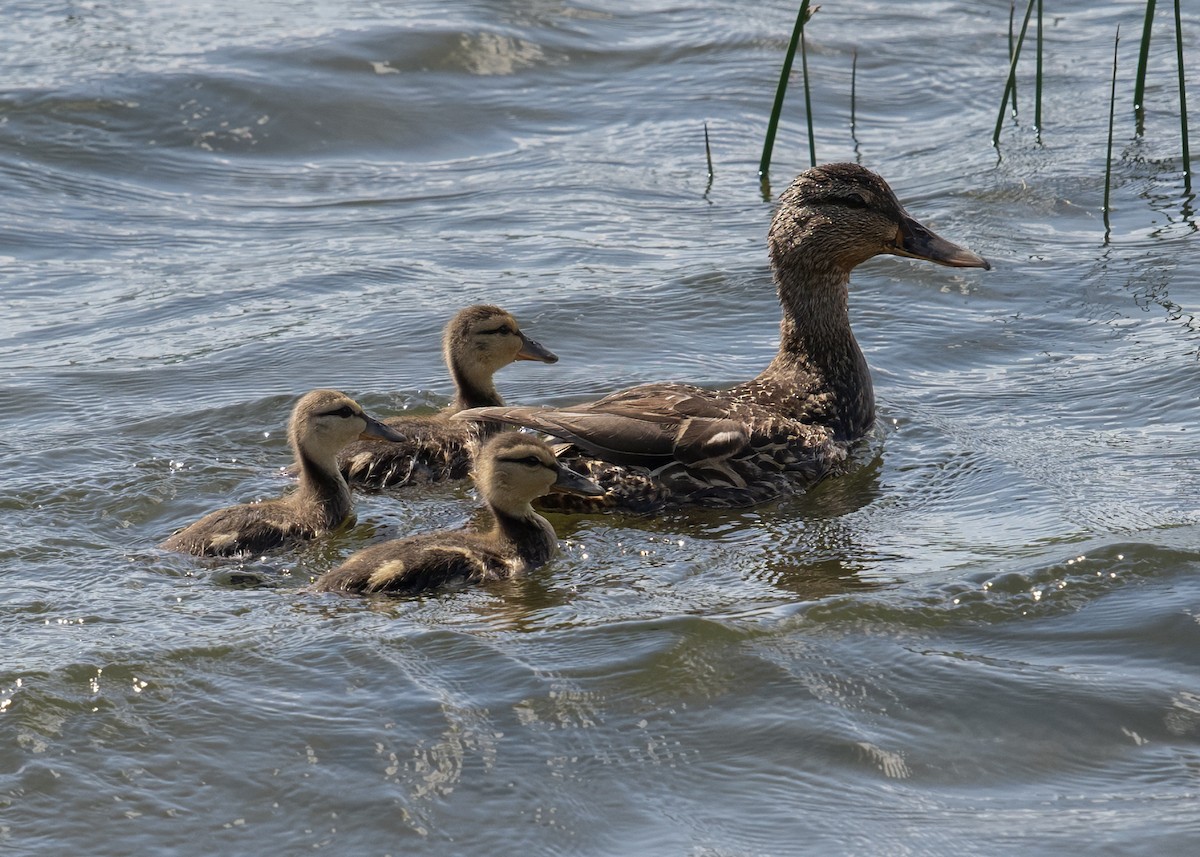 American Black Duck - ML638566232