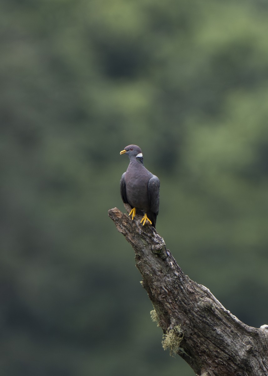Band-tailed Pigeon - ML638566258