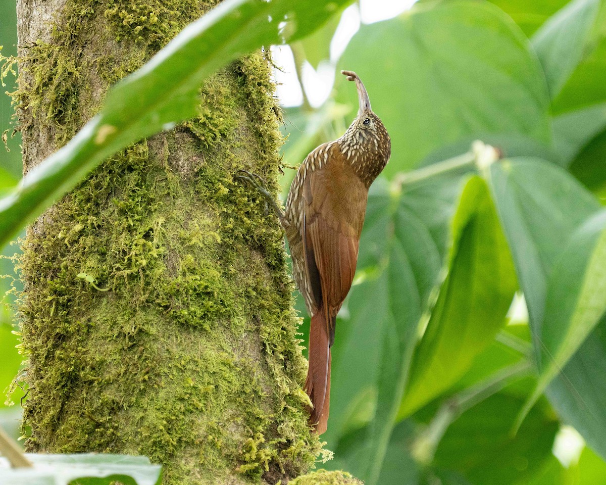 Montane Woodcreeper - ML638566284
