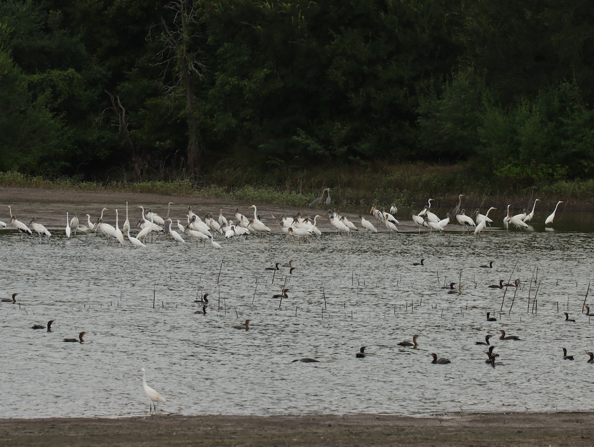 Wood Stork - ML638566300