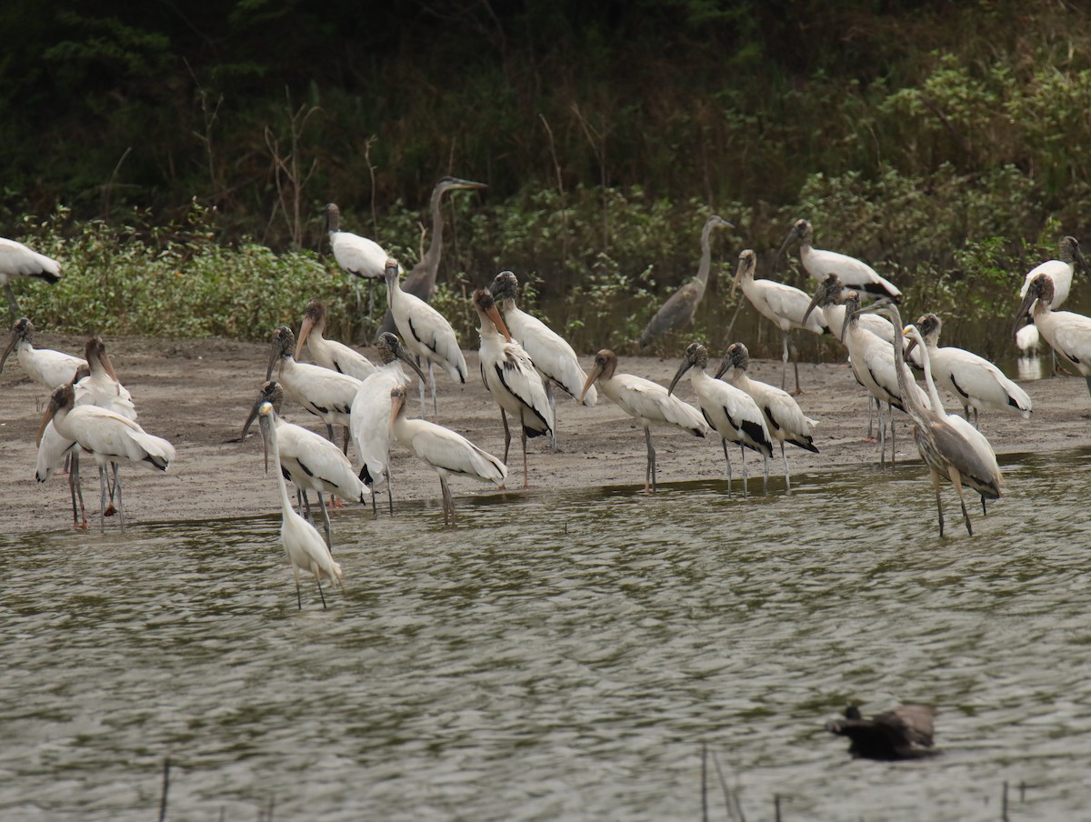 Wood Stork - ML638566302