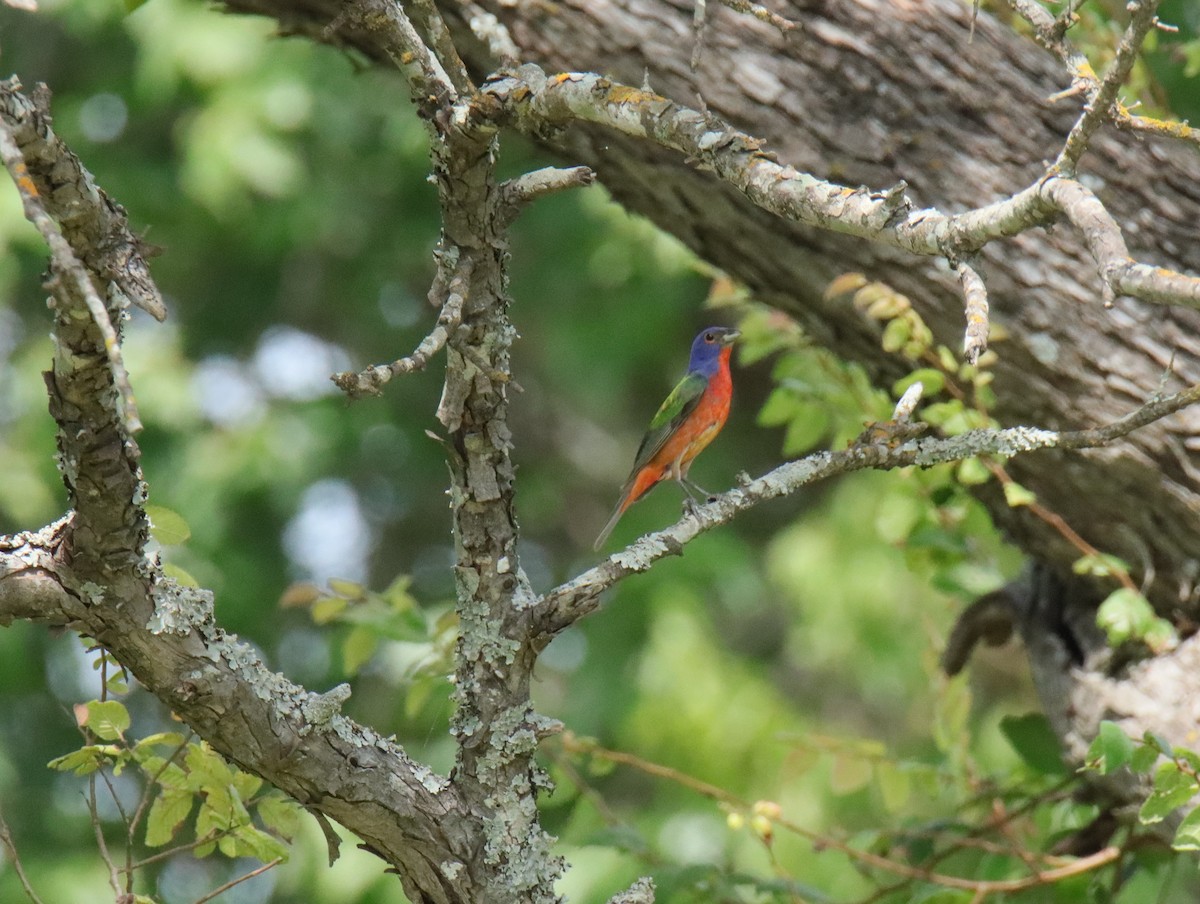 Painted Bunting - ML638566321