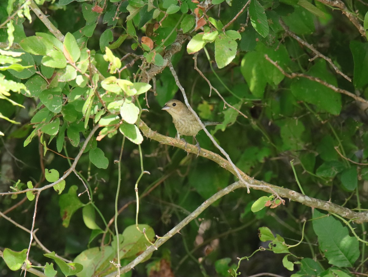 Indigo Bunting - ML638566332