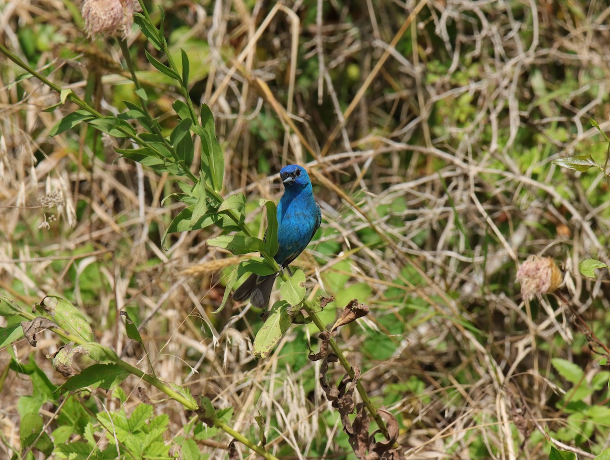 Indigo Bunting - ML638566334