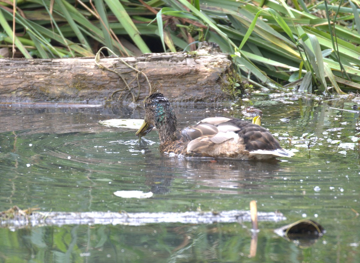 Canard colvert - ML638566345