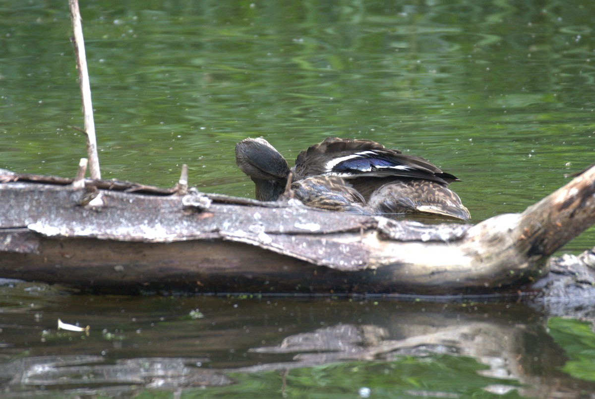 Canard colvert - ML638566346