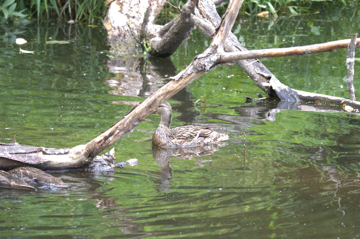 Canard colvert - ML638566347