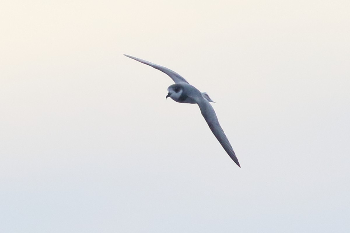 Blue Petrel - ML638566351