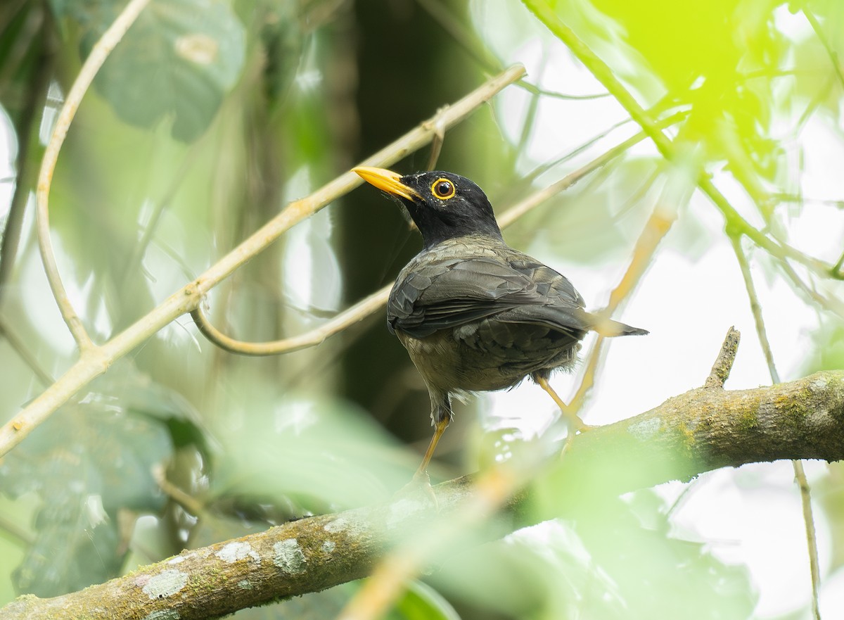 Black-hooded Thrush - ML638566368