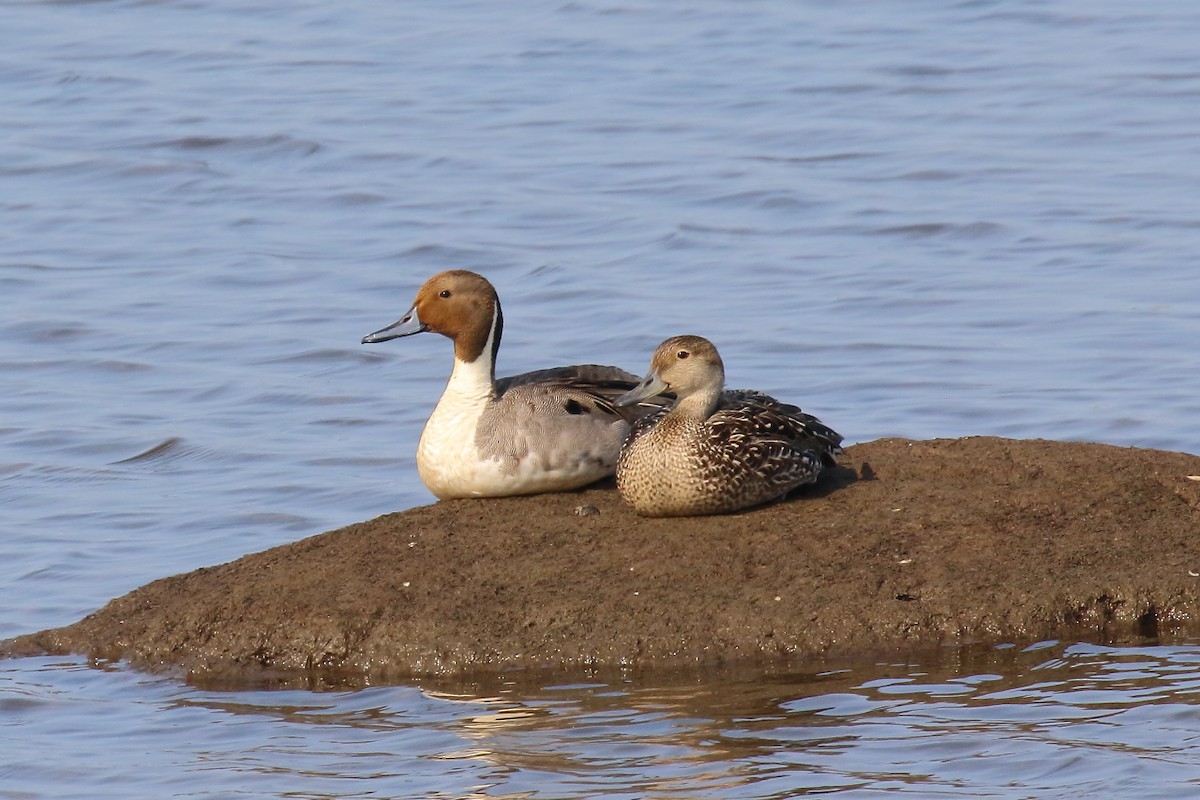 Northern Pintail - ML638566376