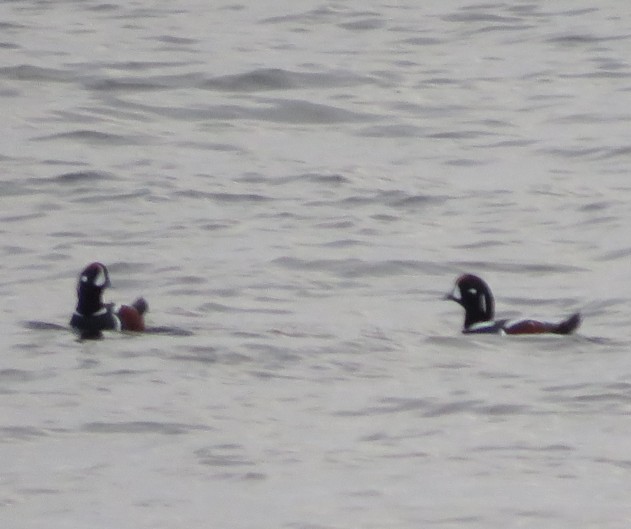 Harlequin Duck - ML638566455