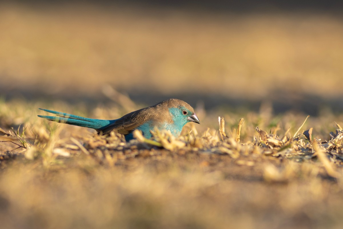 Southern Cordonbleu - ML638566458