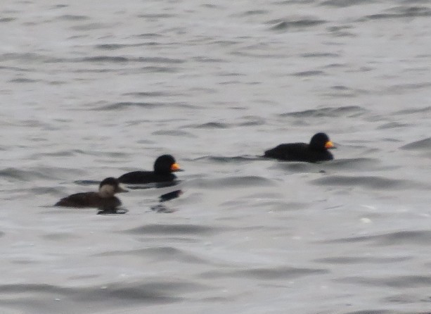 Black Scoter - ML638566467
