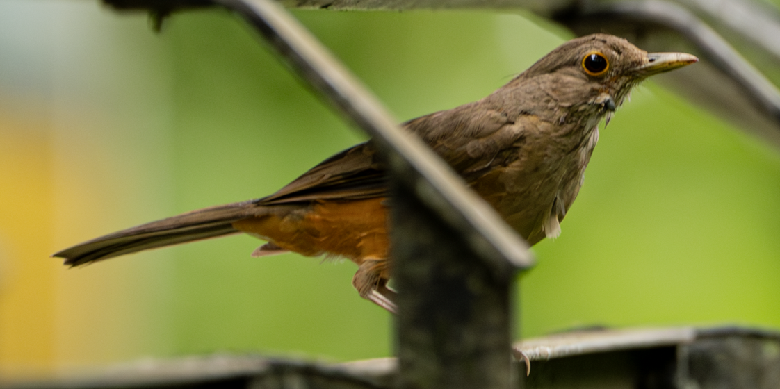 Rufous-bellied Thrush - ML638566473