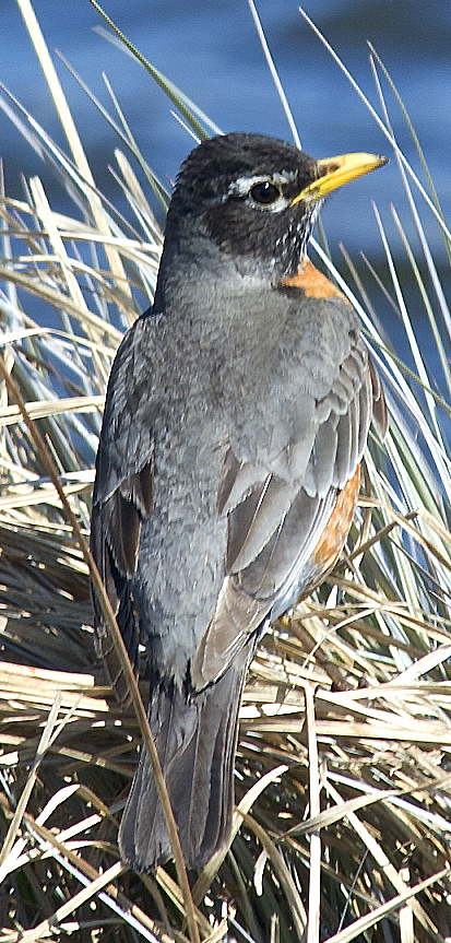 drozd stěhovavý - ML638566501