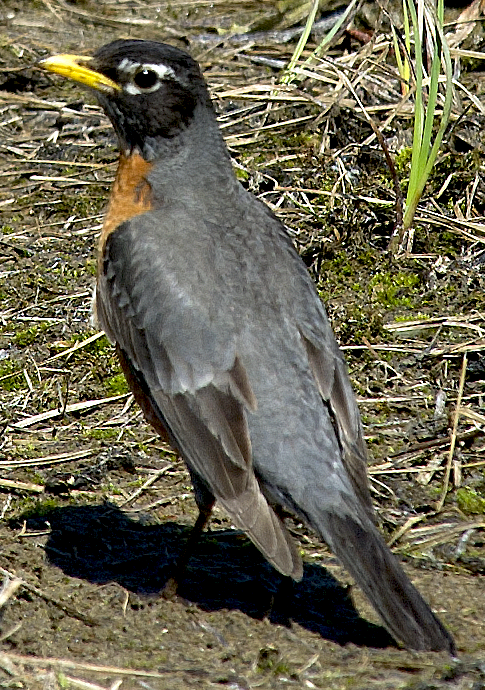 drozd stěhovavý - ML638566502