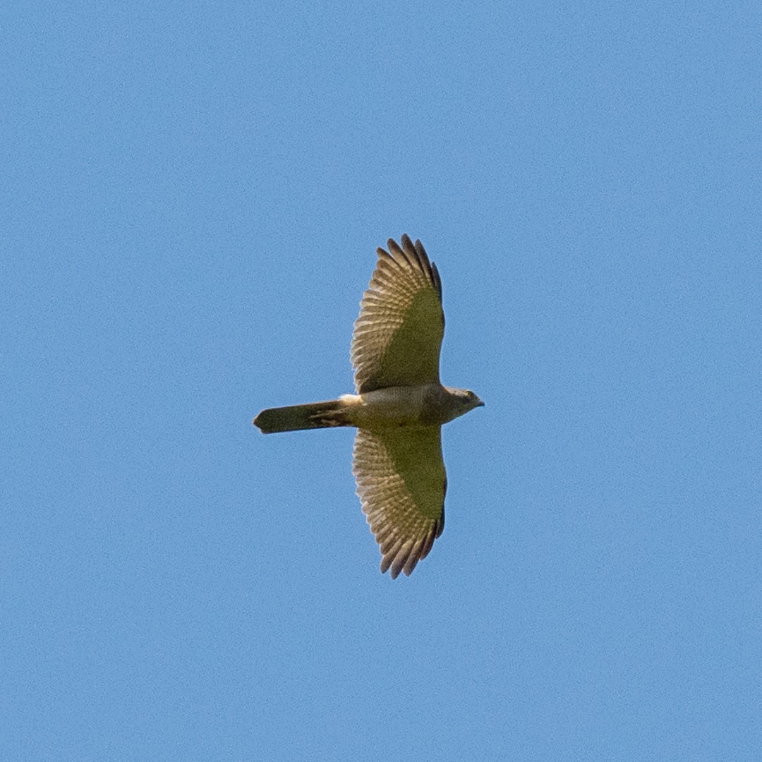Brown Goshawk - ML638566525