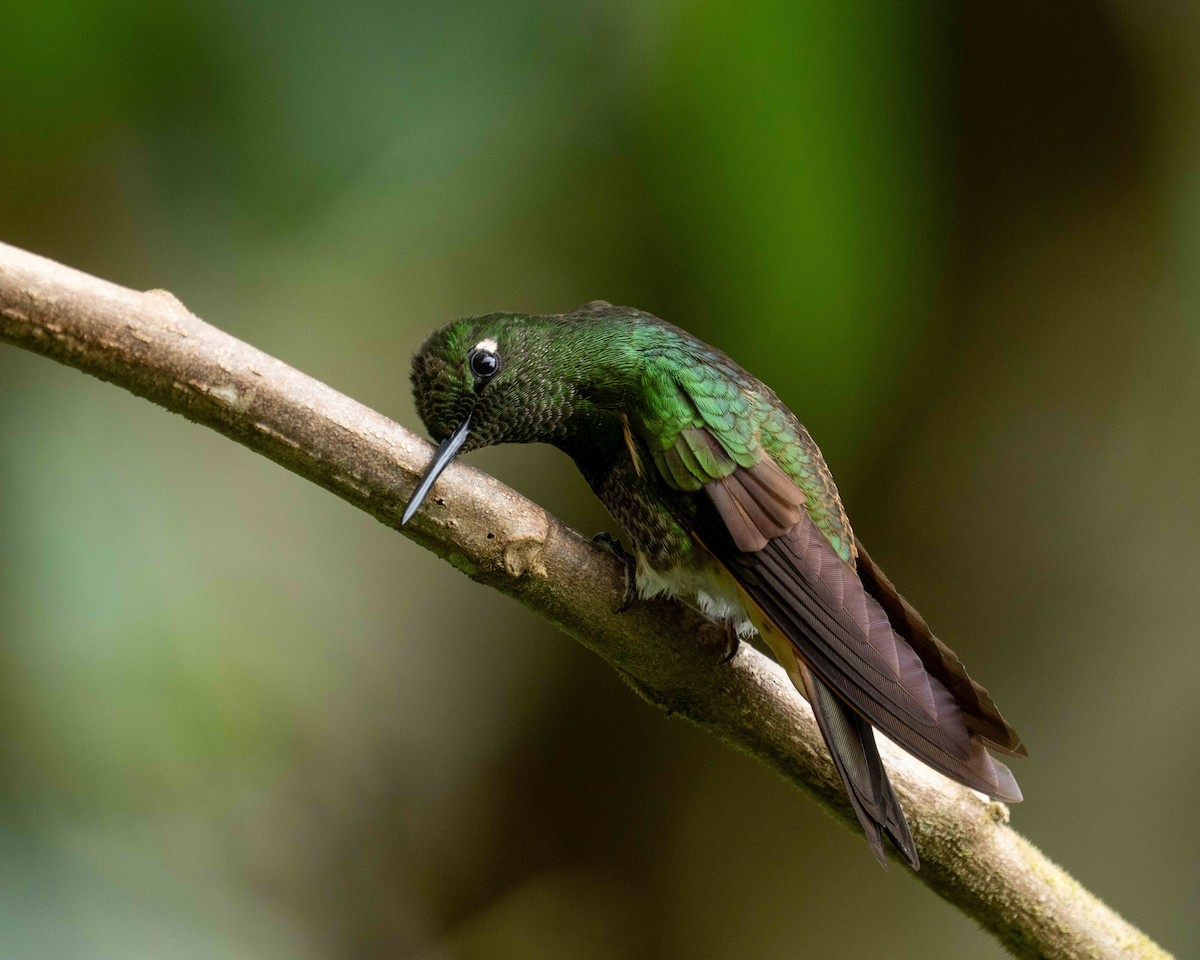 kolibřík žlutoocasý - ML638566532