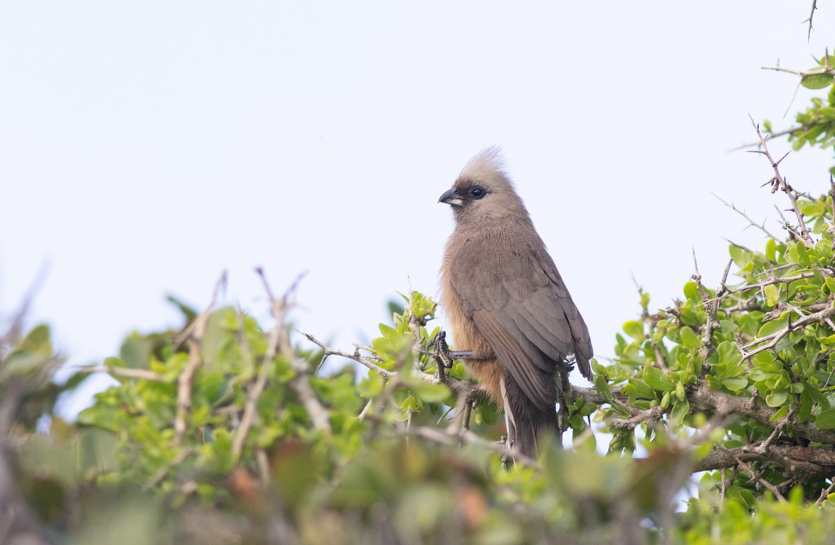 Speckled Mousebird - ML638566539