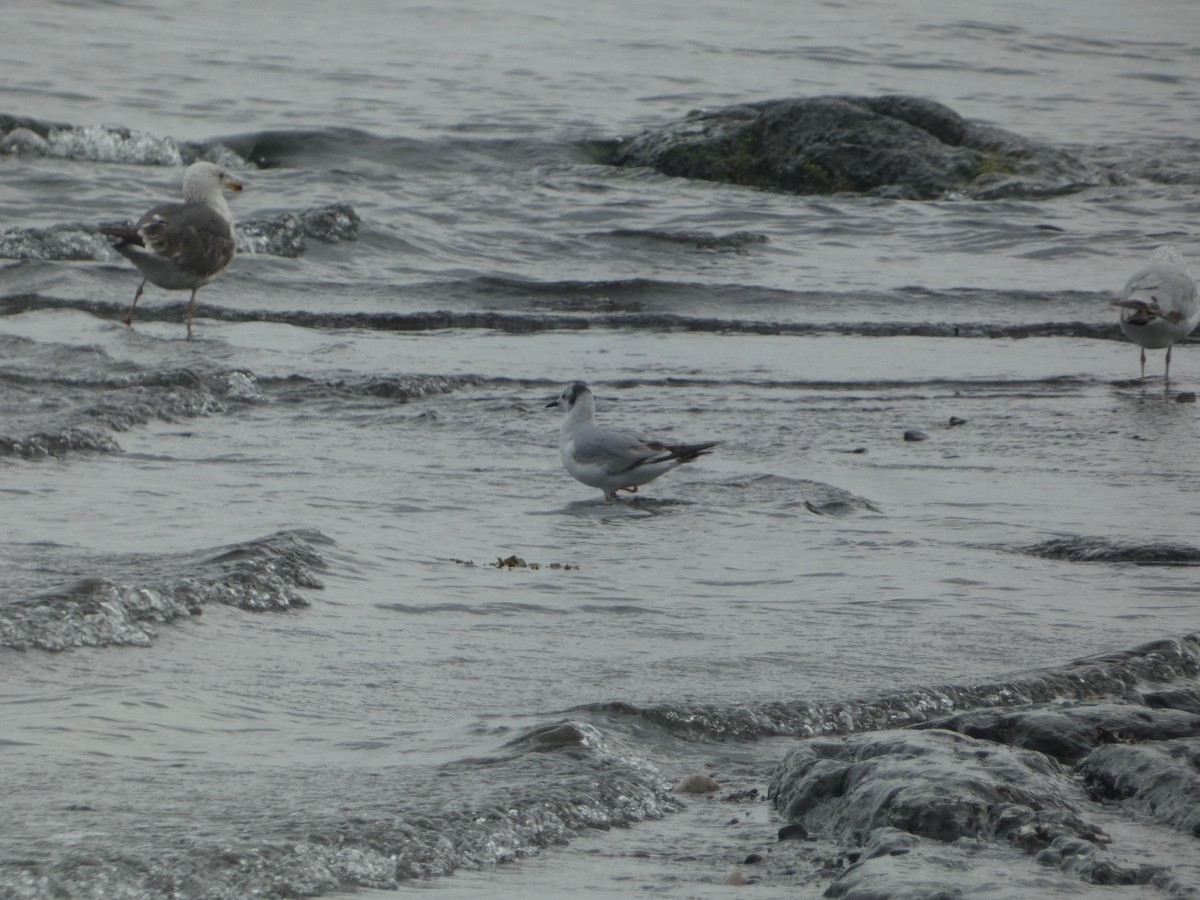 Bonaparte's Gull - ML638566556