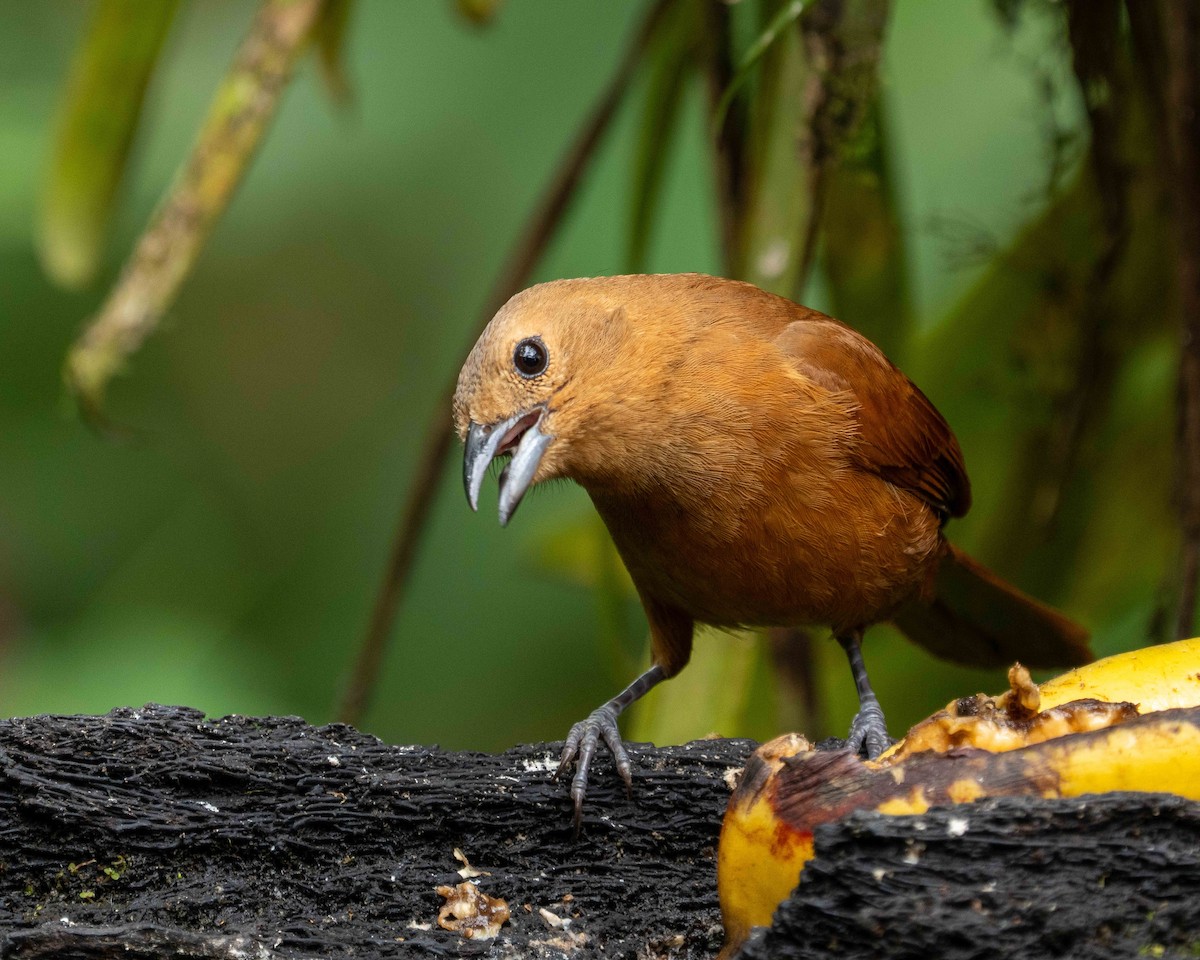 White-lined Tanager - ML638566557