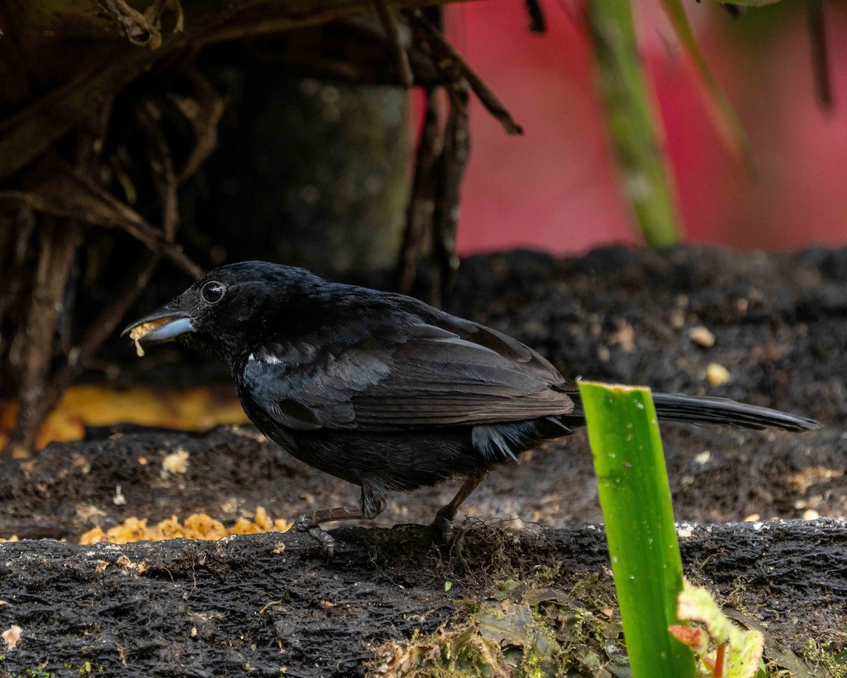 White-lined Tanager - ML638566558