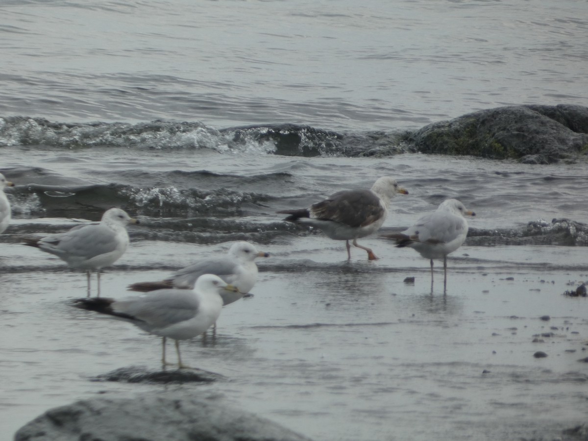 Lesser Black-backed Gull - ML638566565