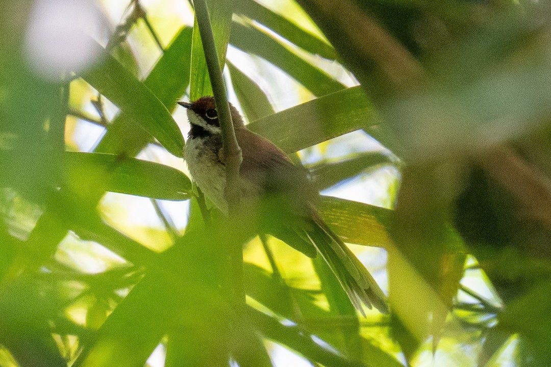 Supertramp Fantail (Lesser Sundas) - ML638566584