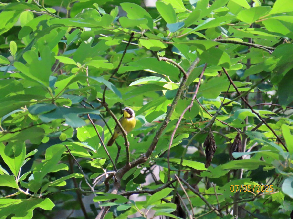 カオグロアメリカムシクイ - ML638566585