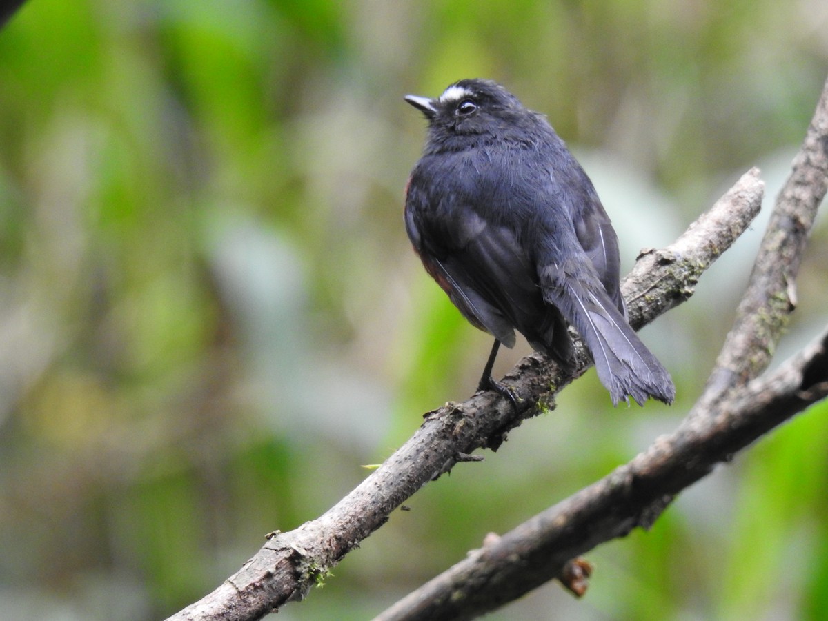 Chestnut-bellied Chat-Tyrant - ML638566592