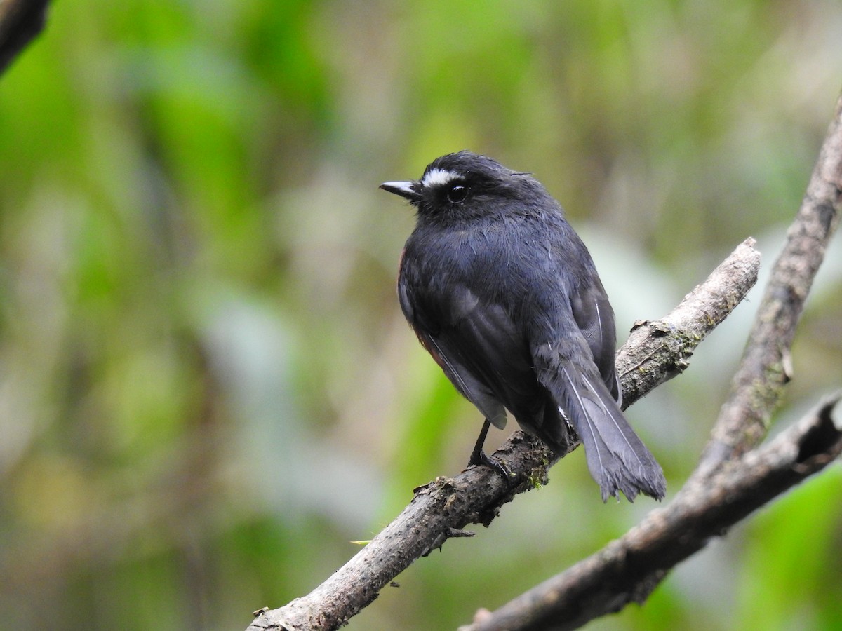 Chestnut-bellied Chat-Tyrant - ML638566593