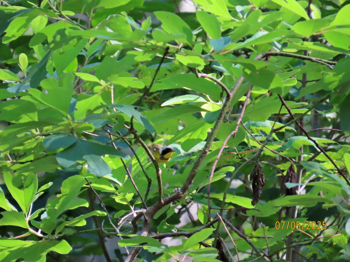 カオグロアメリカムシクイ - ML638566603